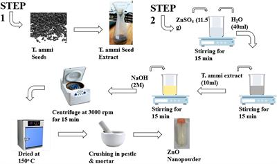 Bio-fabrication of Zinc Oxide nanoparticles to rescue Mung Bean against Cercospora leaf spot disease